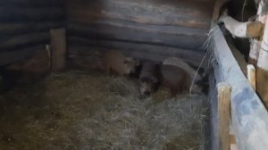 Венгерская мангалица , поросята 2.5 мес чем я кормлю.