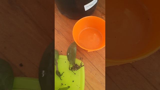 Замиокулькас ва синсивелия смотреть онлайн