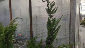 Новые елочки. Ель инверса и ель хупси. Распродажа в "Летто"