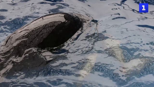 В центре реабилитации Приморья спасают морских млекопитающих