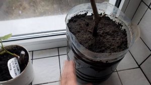 Настольная прививка винограда прививочным секатором в саженец и чубук.