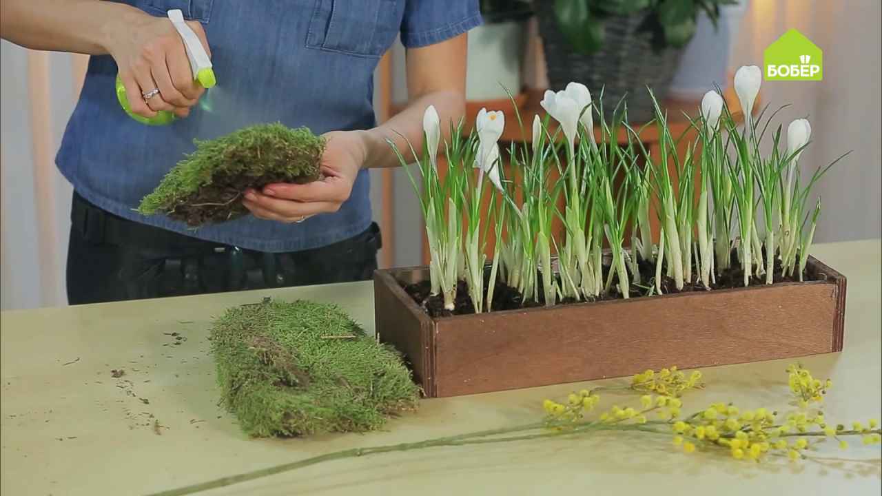 Весеннее украшение дома! Цветочная композиция из крокусов