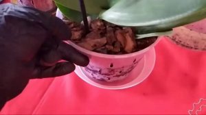 Как правильно поливать орхидею первый раз, после пересадки.