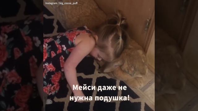 Девочка обнимается с гигантским кроликом, который живет в ее доме. Это видео покорило мир! смотреть онлайн