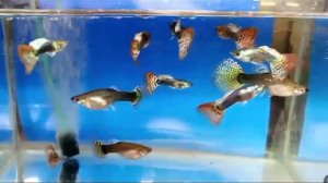 скрещивание гуппи, новые результаты " что вышло то вышло!"