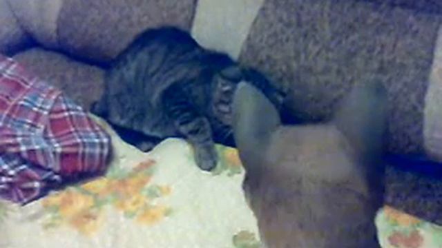 кошка Симка VS лиса.mp4 смотреть онлайн