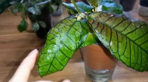 ??Хойи, которые загорают при искусственном освещении. Как я укореняю черенки хой.