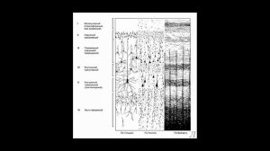 11.24.8 Подробное разъяснение. Неокортекс. Часть восьмая