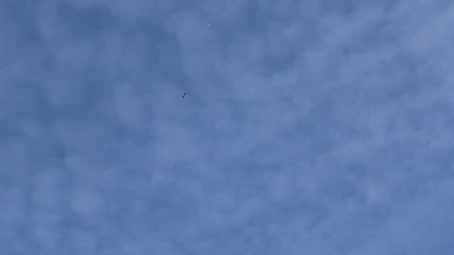 Хищник атакует голубей! Игра чужого голубя! смотреть онлайн