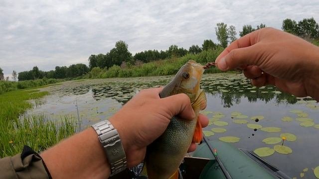 НЕ ЗНАЛ ЧТО ТУТ ВОДЯТСЯ ТАКИЕ !