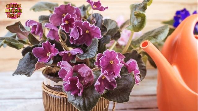 Хотите, чтобы на вашем подоконнике росли такие же фиалки? Всего несколько секретов для вас! смотреть онлайн