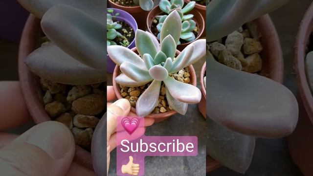 Echeveria 💗 sukulent 👍🏻 beautiful 🥰