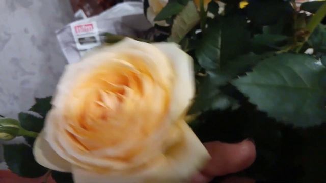 СЕРЕБРО БЕЗ ПОКРЫТИЯ ??, ЛЮБИМЫЕ КАМНИ ? ? ГАРНИТУРЧИКИ НА КАЖДЫЙ ДЕНЬ ? ✨ ? ? смотреть онлайн