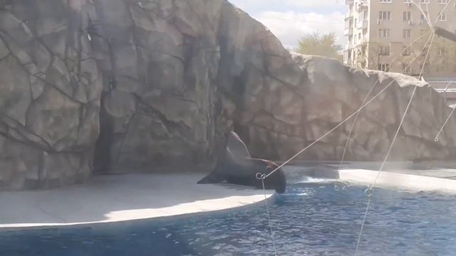 ВЛОГ с Московсково зоопарка смотреть онлайн