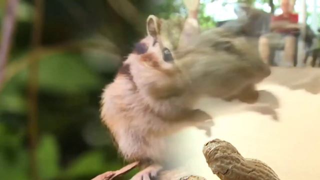 Грызуны тайги смотреть онлайн