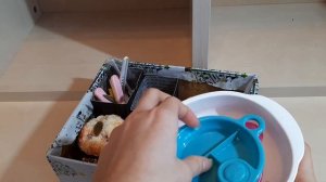 Чем кормить басика?