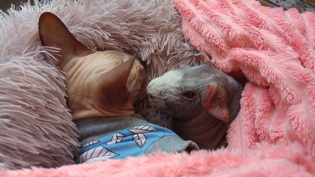 True Love 💞 Sphynx Cat and Guinea Pig Nap Time 💤 смотреть онлайн