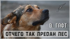 Отчего так предан пес Гафт