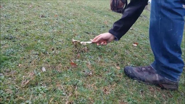 Lepista panaeolus & others (Larramendi ziza, moixernó de tardor) смотреть онлайн