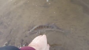 Судак на Туре, рыбалка на реке Тура, Тюмень