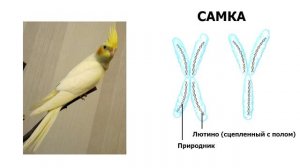 ОПРЕДЕЛЕНИЕ ПОЛА КОРЕЛЛЫ: все 3 метода
