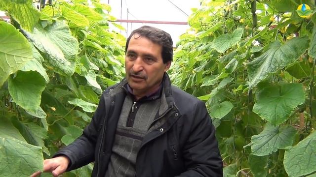 ОГУРЕЦ КАССИУС F1 - ВЫСОКИЙ УРОЖАЙ В ЗИМНИЙ ПЕРИОД (04-03-2019) смотреть онлайн