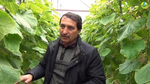 ОГУРЕЦ КАССИУС F1 - ВЫСОКИЙ УРОЖАЙ В ЗИМНИЙ ПЕРИОД (04-03-2019)