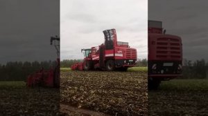 свеклоуборочный комбайн. Rexor
