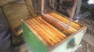 Установка строительных рамок. Предотвращения роения + борьба с клещами Вароа.