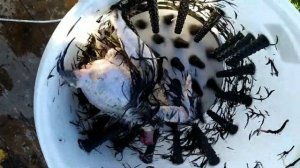 Ура перосьёмная машина ВолТера- ПМ3/ И ДВЕ КОЗЫ??