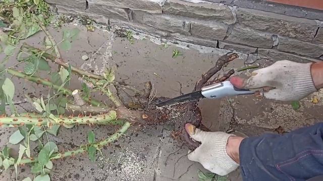 КАК? КОГДА и ЗАЧЕМ омолаживать Розы?