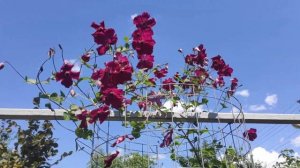 Клематис сорту "Рубра".