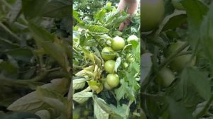 Забытые помидоры Белый налив - совершенно напрасно считающиеся не модными помидоры советской поры