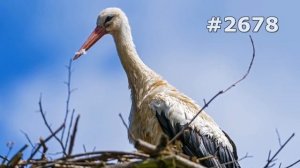 #2678. Аисты (В мире животных)