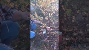 Дары духам леса и богам.