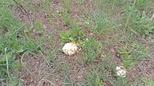 ГРИБЫ СИНЕНОЖКА РЯДОВКА ЛИЛОВОНОГАЯ СПАРЖА ОТКРЫТИЕ СЕЗОНА #mushrooms #грибы #синеножка