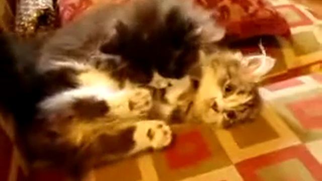 munchkin napoleon kittens playing part two смотреть онлайн