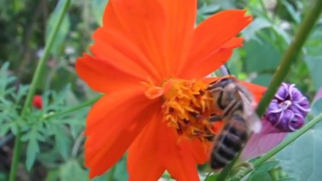 Пчела на цветке космея смотреть онлайн