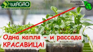 ЗАСТАВИТЬ РАССАДУ ТОЛСТЕТЬ КАК РОЖДЕСТВЕНСКОГО ГУСЯ ПОМОЖЕТ КОПЕЕЧНОЕ АПТЕЧНОЕ СРЕДСТВО!