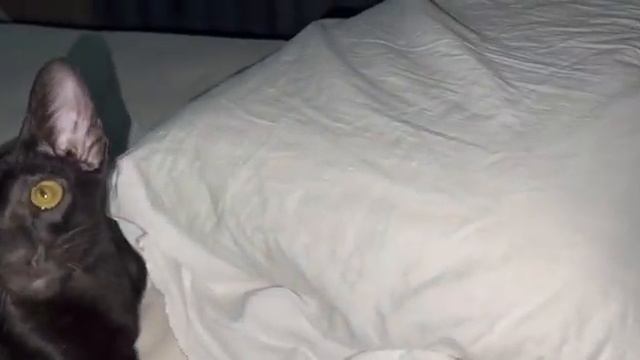 Мы у мамы стритрейсеры 🐈⬛🐈 Ориентальные коты
