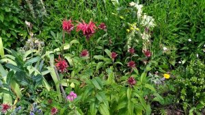 La monarde: Monarda didyma, des fleurs mellifères comestibles