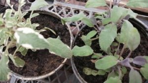 Шалфеи лекарственные пестролистные от  агрофирмы "Виола". Через 2 месяца уже черенкую.