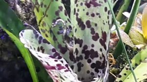 Mourning gecko baby.