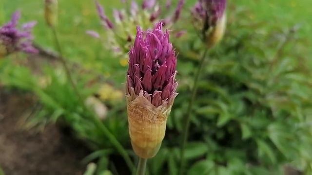 Лук Суворова (Allium suworowii) первые бутоны 2022 смотреть онлайн