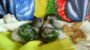 Сенегальские попугаи,птенцы