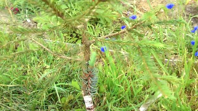 Привитая голубая ель весной 2015 смотреть онлайн