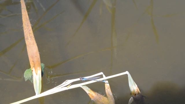 Голубая стрекоза смотреть онлайн