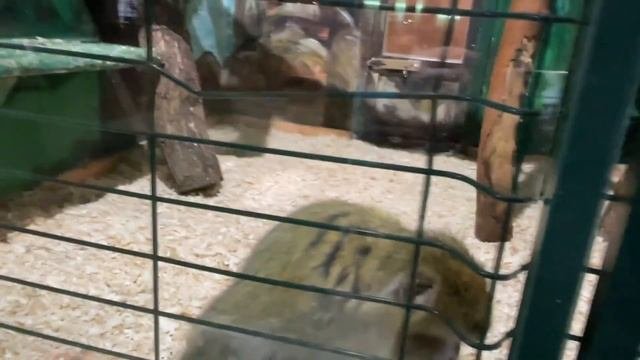 ТРОПИКПАРК В Евпатории. Экзотический контактный зоопарк.
