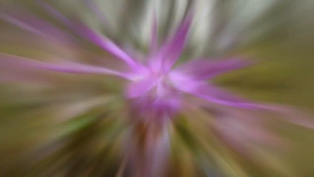 КАЛИПСО (CALYPSO) сем. Орхидные смотреть онлайн