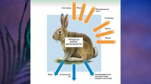 §14 "Обмен веществ и энергии", Биология 6 класс, Сивоглазов